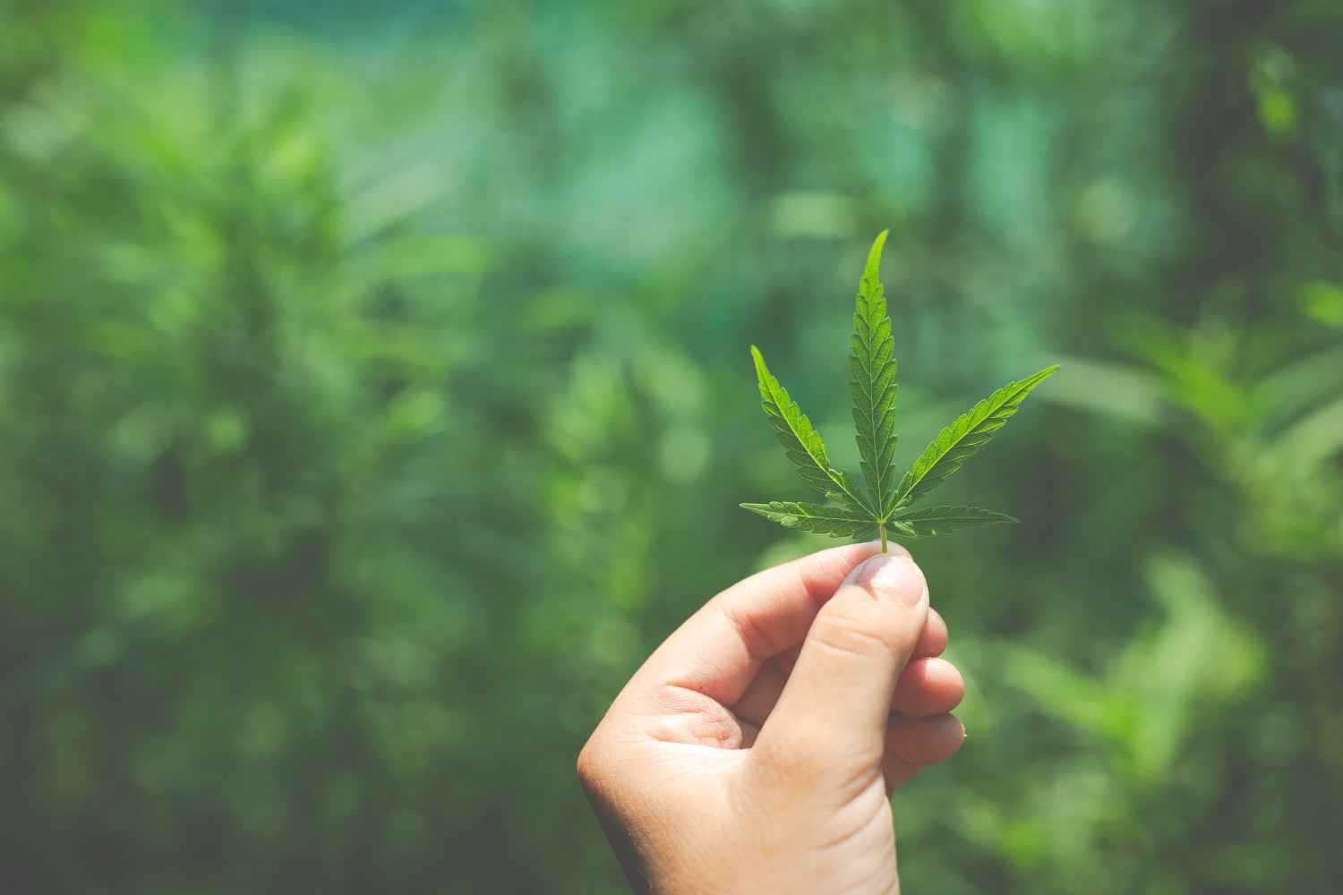 大麻