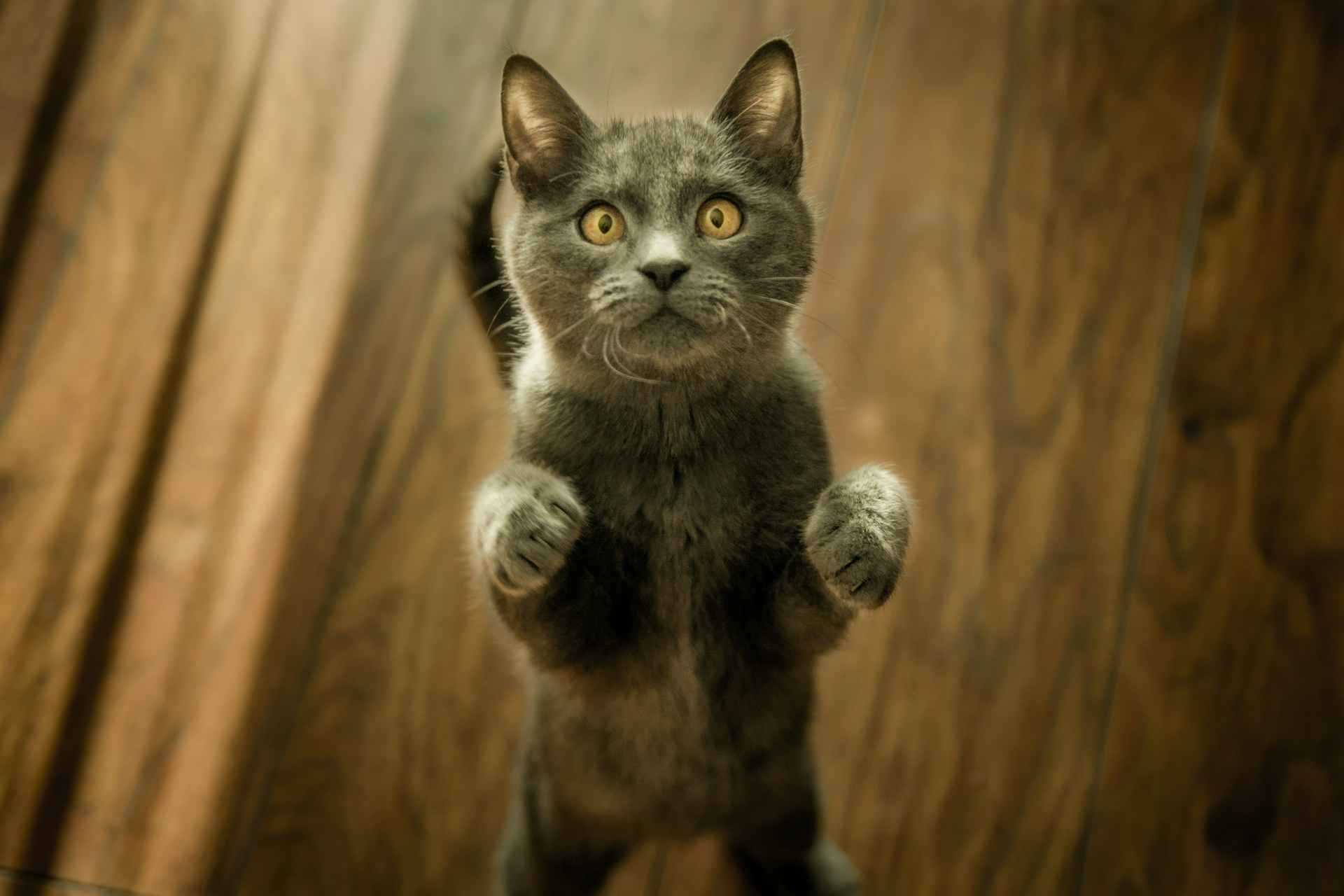 棄養動物